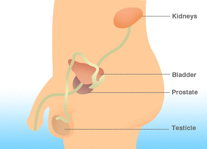 Cos'è e dove si trova la prostata
