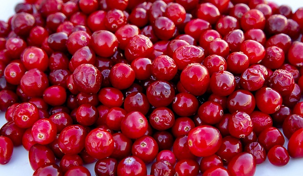 Cos'è il cranberry o mirtillo rosso americano e le sue proprietà benefiche ( antibatteriche in particolare )