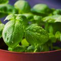 Come coltivare il basilico, in orto, in vaso o in terrazzo. Proprietà del basilico e come usarlo in cucina
