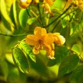 Senna: che cos’è, proprietà, utilizzo, effetti collaterali e controindicazioni