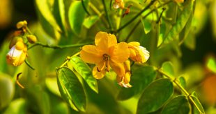 Senna