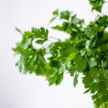 Come coltivare il prezzemolo, in orto, vaso o terrazzo. Terreno, semina, raccolta, usi in cucina e proprietà.