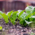 Spinaci: proprietà, come coltivarli in casa. Semina, raccolta e usi in cucina.