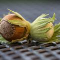 Come coltivare nocciole in giardino o in vaso. Come piantare, potare e curare il nocciolo
