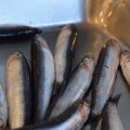Alici di Menaica: i Presìdi Slow Food, che cosa sono, proprietà e benefici, come cucinarle