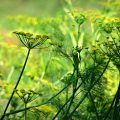 Anice verde di Castignano: i Presìdi Slow Food, che cos’è, proprietà e benefici, i vari usi