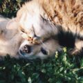 Come riconoscere un cibo di qualità per cani e gatti: imparare a leggere le etichette