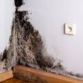 Muffa e umidità in casa: quali problemi di salute può comportare e come si può risolvere?