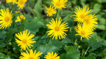 arnica montana proprietà