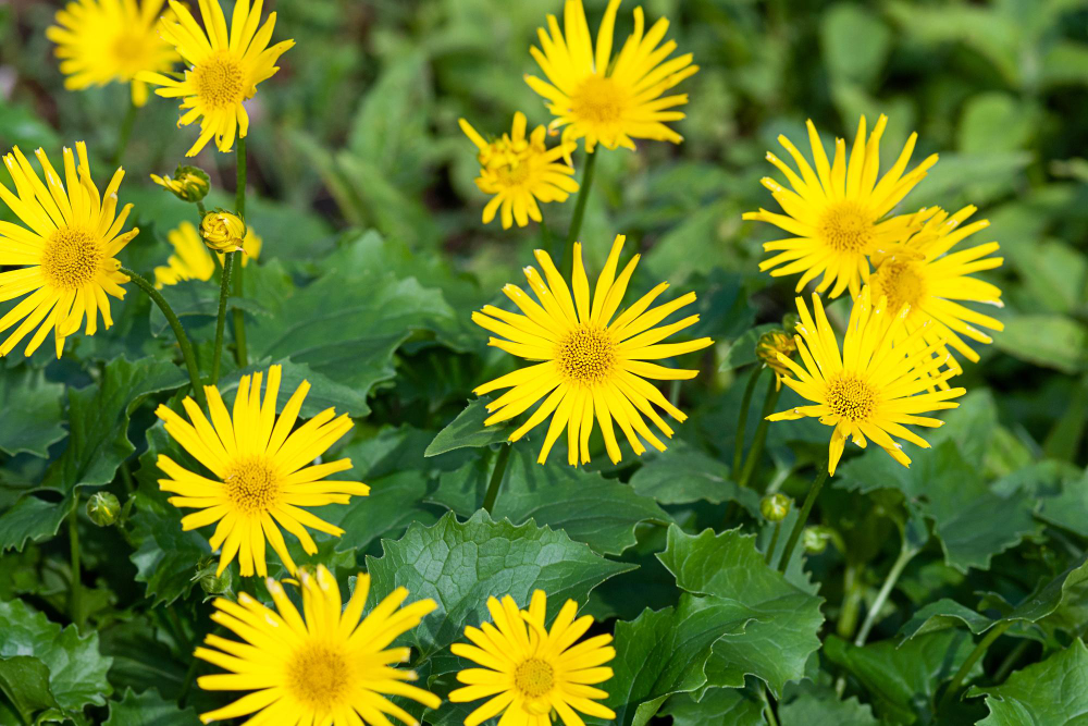 arnica montana proprietà