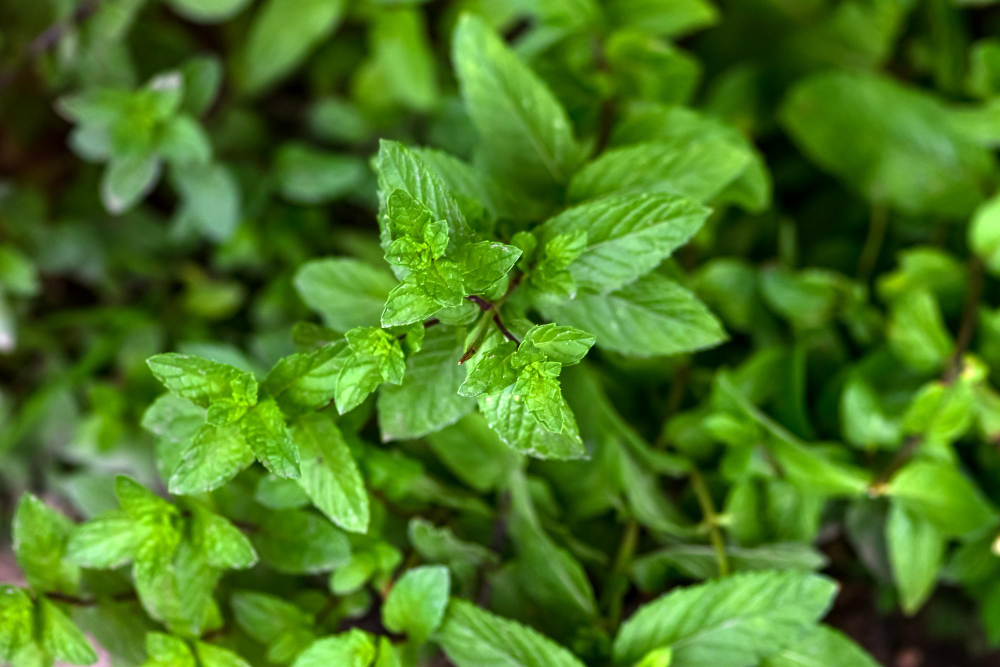 proprietà della menta