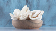 fungo Pleurotus